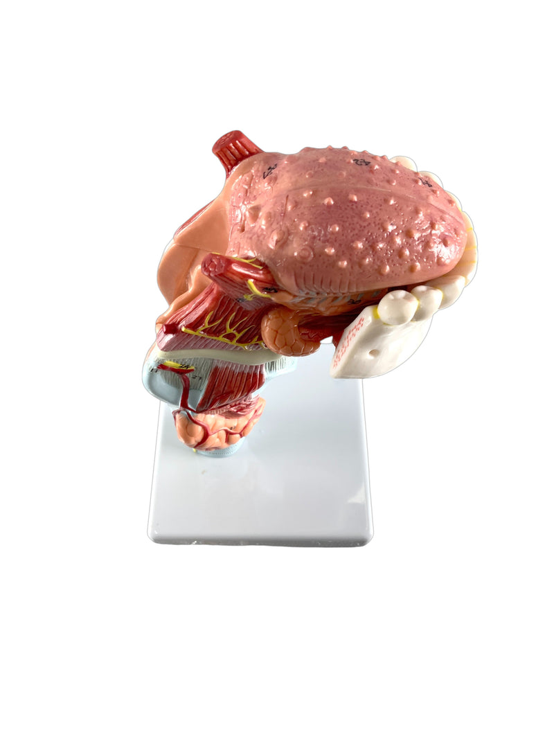 Load image into Gallery viewer, Larynx with Tongue & Teeth Model, 5 Parts