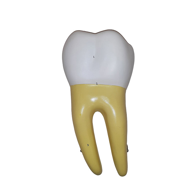 Load image into Gallery viewer, Lower Molar Tooth Model, 2 Parts