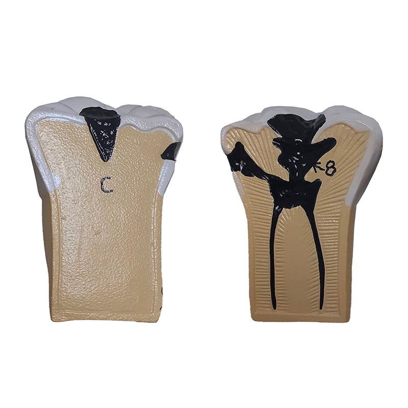 Load image into Gallery viewer, Dental Morphology Model, 4X Enlarged, 7 Parts