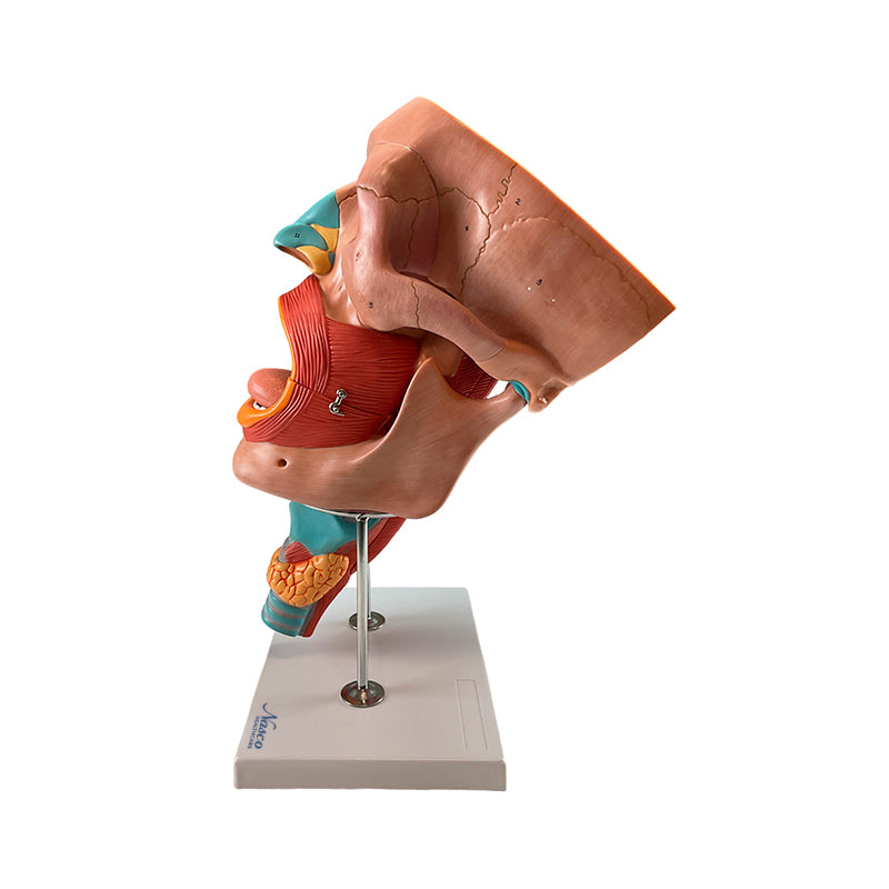 Load image into Gallery viewer, Head Musculature Model, Enlarged, 10 Parts