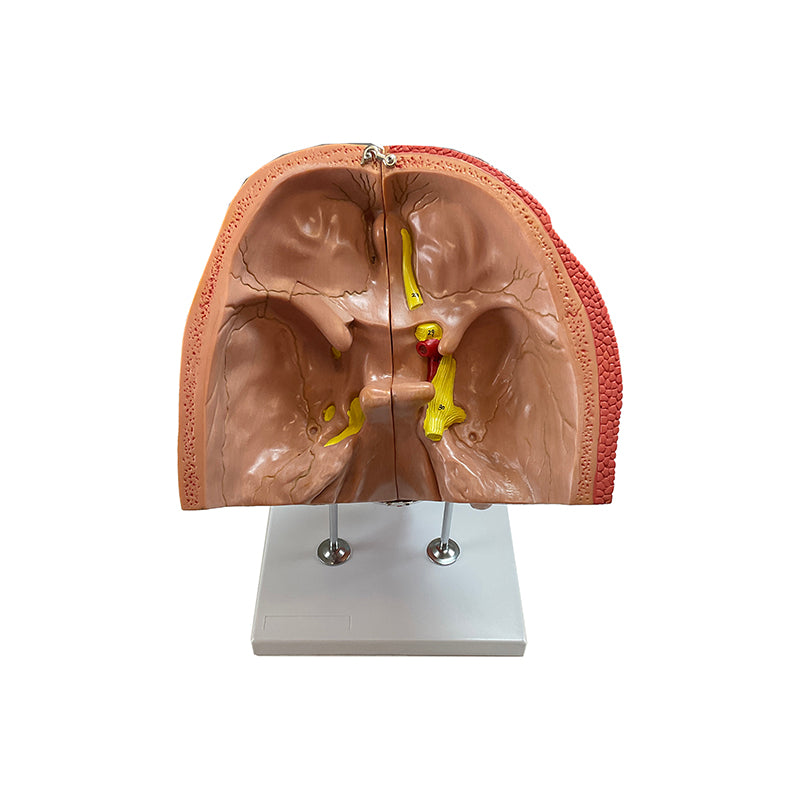 Load image into Gallery viewer, Head Musculature Model, Enlarged, 10 Parts