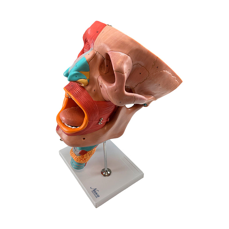 Load image into Gallery viewer, Head Musculature Model, Enlarged, 10 Parts