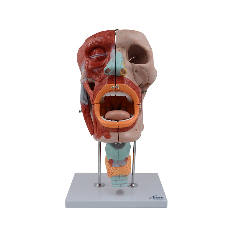 Load image into Gallery viewer, Head Musculature Model, Enlarged, 10 Parts