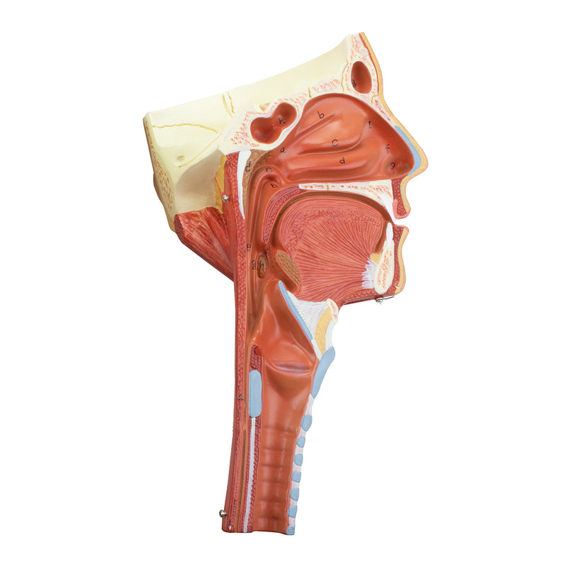 Load image into Gallery viewer, Head Musculature with Larynx Model, 2 Parts