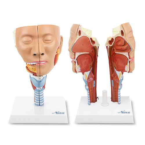 Load image into Gallery viewer, Head Musculature with Larynx Model, 2 Parts