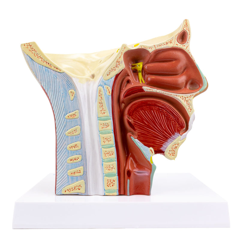 Load image into Gallery viewer, Head Musculature with Nerves Model