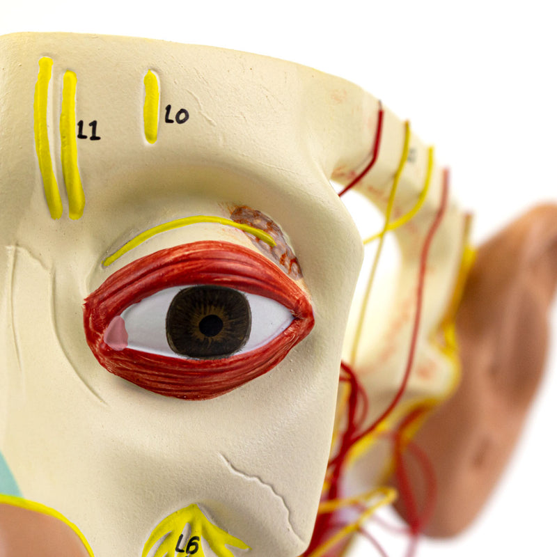 Load image into Gallery viewer, Head Musculature with Nerves Model
