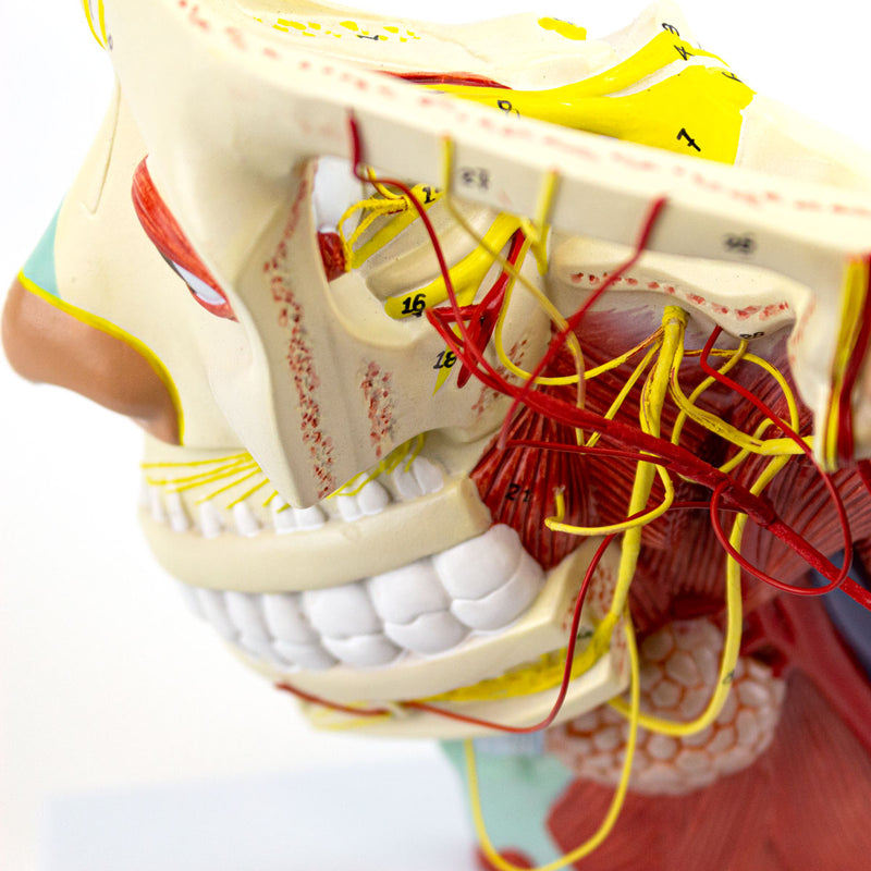 Load image into Gallery viewer, Head Musculature with Nerves Model