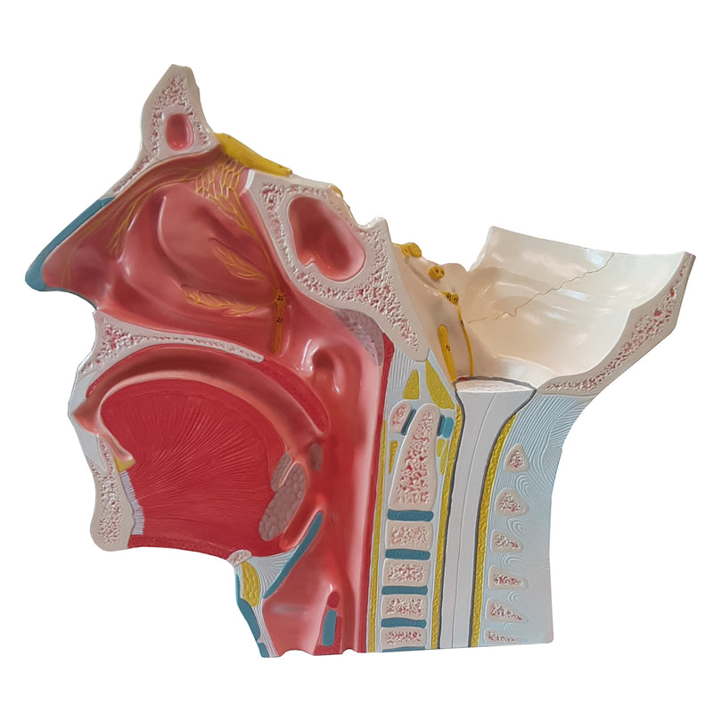 Load image into Gallery viewer, Head Musculature with Cranial & Autonomic Nerves Model, 2 1/2X Enlarged