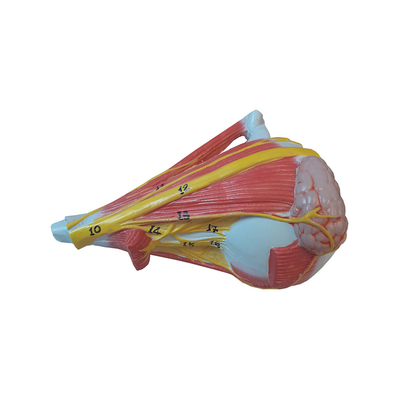 Load image into Gallery viewer, Head Musculature with Cranial & Autonomic Nerves Model, 2 1/2X Enlarged
