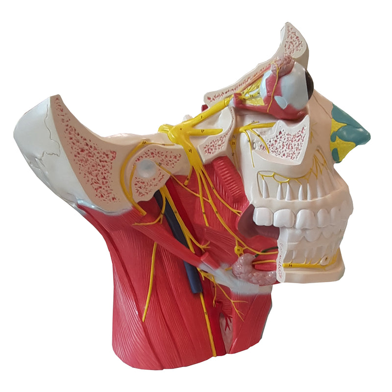 Load image into Gallery viewer, Head Musculature with Cranial & Autonomic Nerves Model, 2 1/2X Enlarged