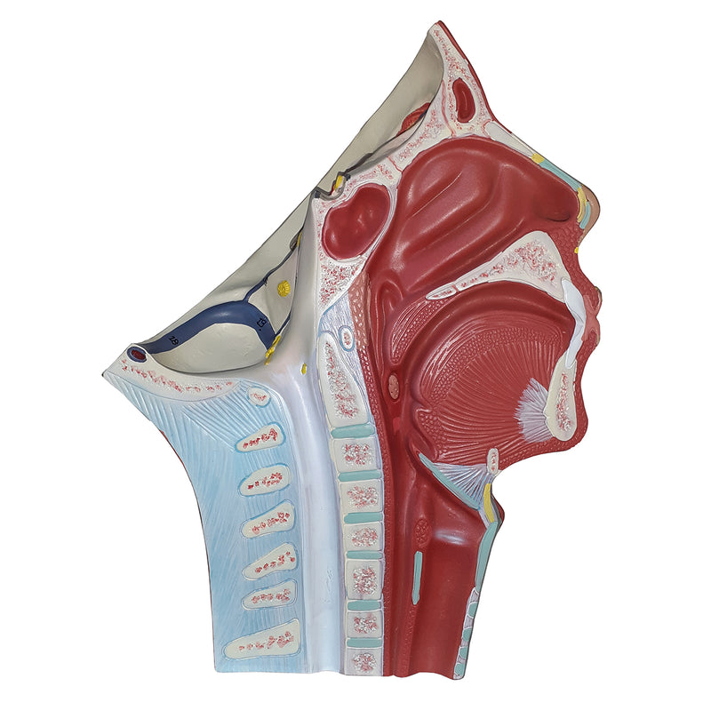 Load image into Gallery viewer, Head Musculature with Blood Vessels Model