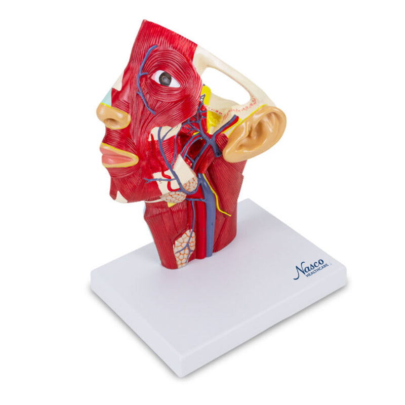 Load image into Gallery viewer, Head Musculature with Blood Vessels Model
