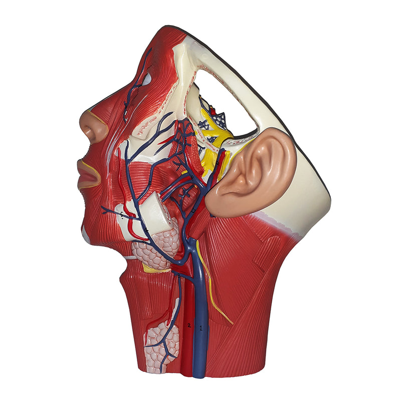 Load image into Gallery viewer, Head Musculature with Blood Vessels Model