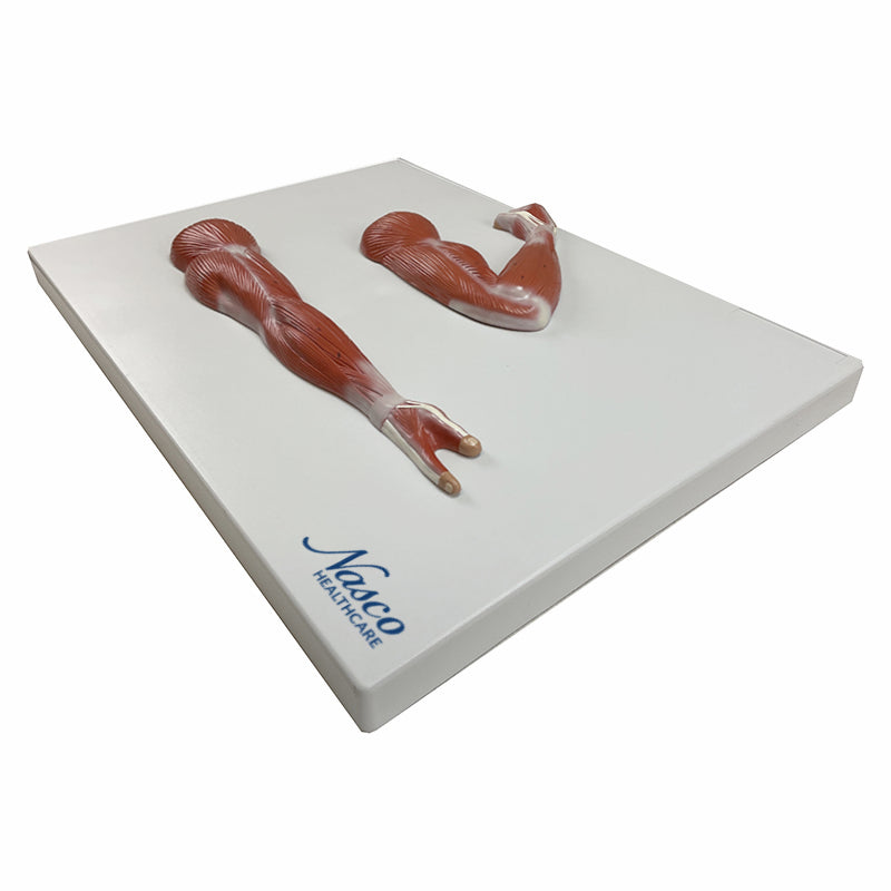 Загрузить изображение в просмотрщик галереи, Arm Muscles Model, Half-Size