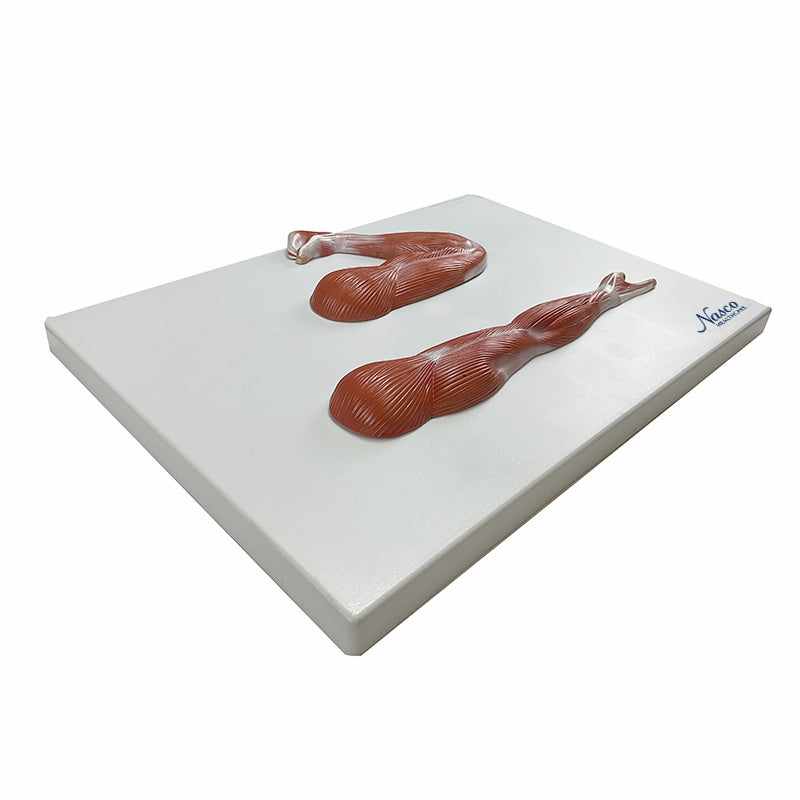 Загрузить изображение в просмотрщик галереи, Arm Muscles Model, Half-Size