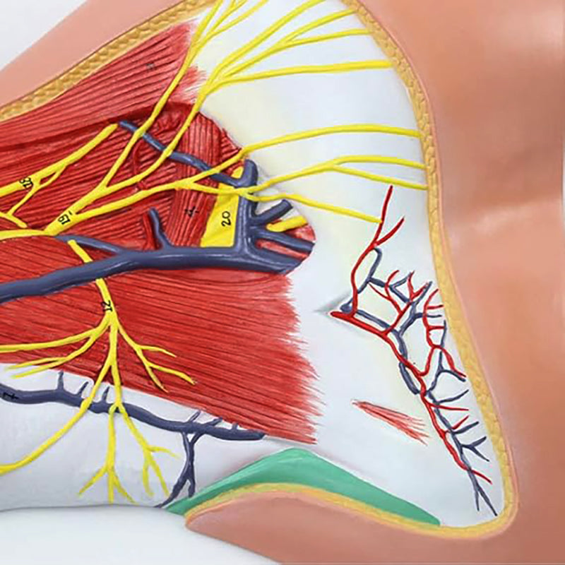将图像加载到画廊查看器中,Neck Muscles with Nerves Model