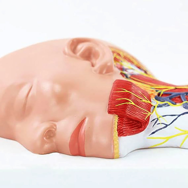 将图像加载到画廊查看器中,Neck Muscles with Nerves Model