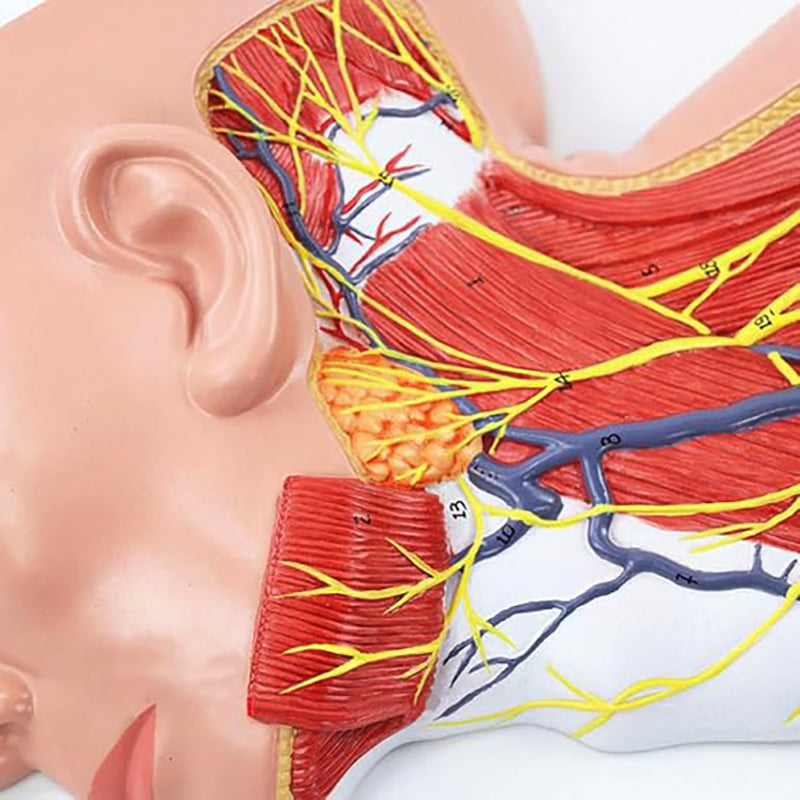 将图像加载到画廊查看器中,Neck Muscles with Nerves Model