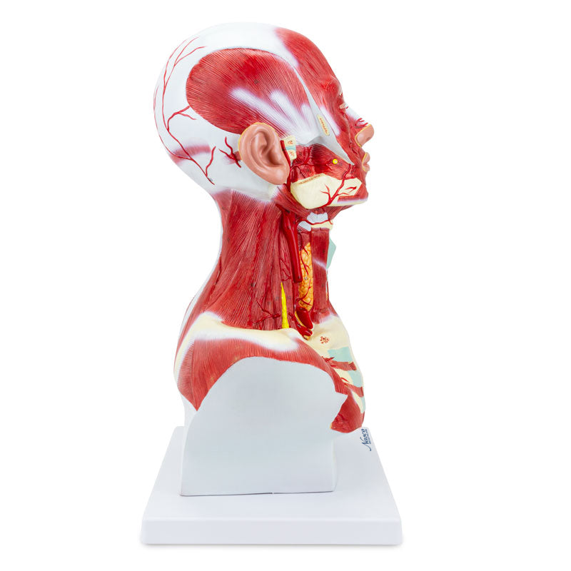 Load image into Gallery viewer, Head and Neck Muscles Model