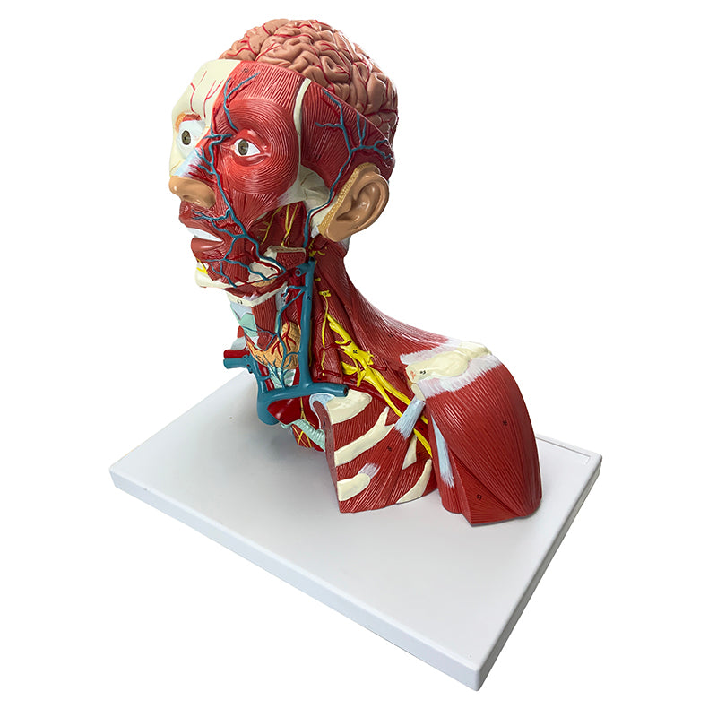 Load image into Gallery viewer, Head, Heck, & Thoracic Muscles Model, 3 Parts