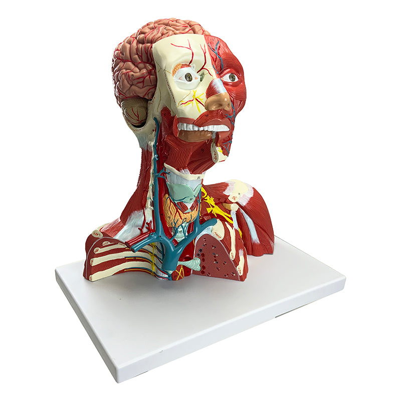 Load image into Gallery viewer, Head, Heck, & Thoracic Muscles Model, 3 Parts
