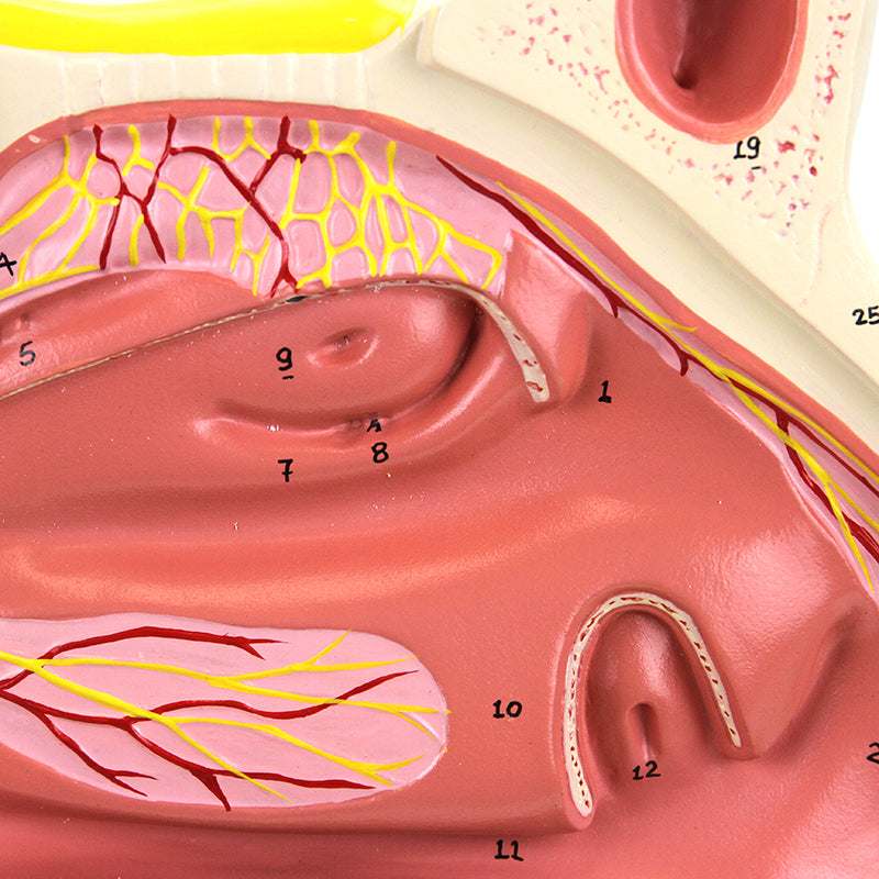將圖像載入到圖庫檢視器中, Nasal Cavity Model, 3X Enlarged, 3 Parts