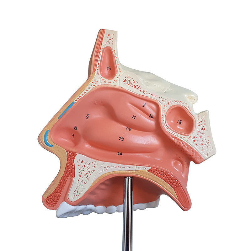 Load image into Gallery viewer, Nose with Nasal Cavity Model