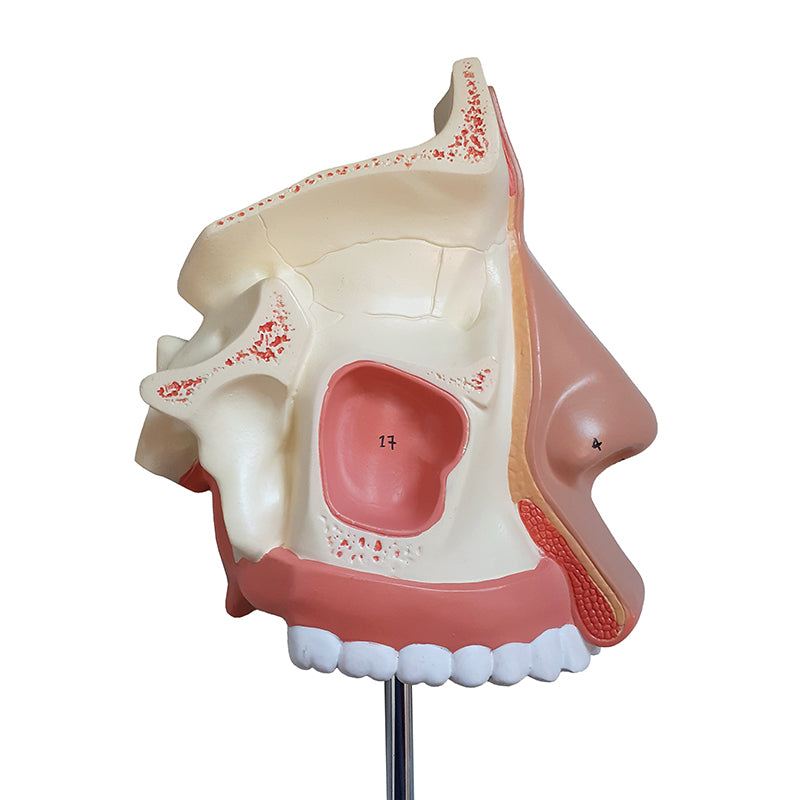 Load image into Gallery viewer, Nose with Nasal Cavity Model