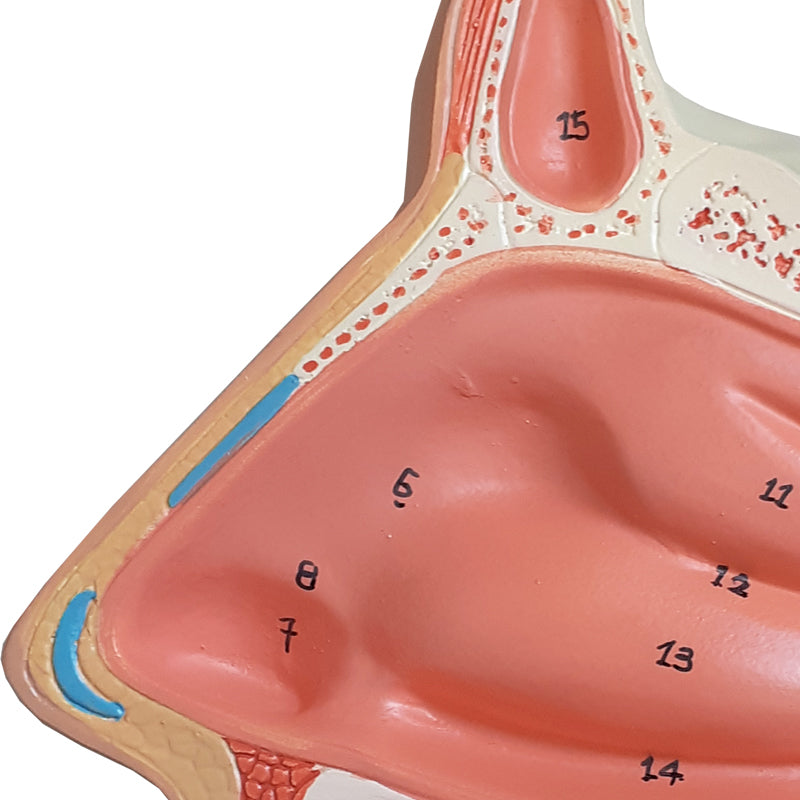 Load image into Gallery viewer, Nose with Nasal Cavity Model