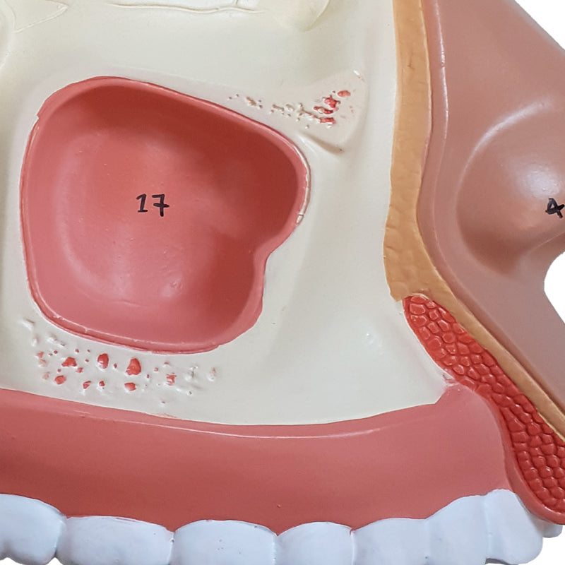 Load image into Gallery viewer, Nose with Nasal Cavity Model