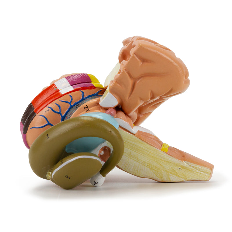 Загрузить изображение в просмотрщик галереи, Basal Nucleus Model, Enlarged, 2 Parts