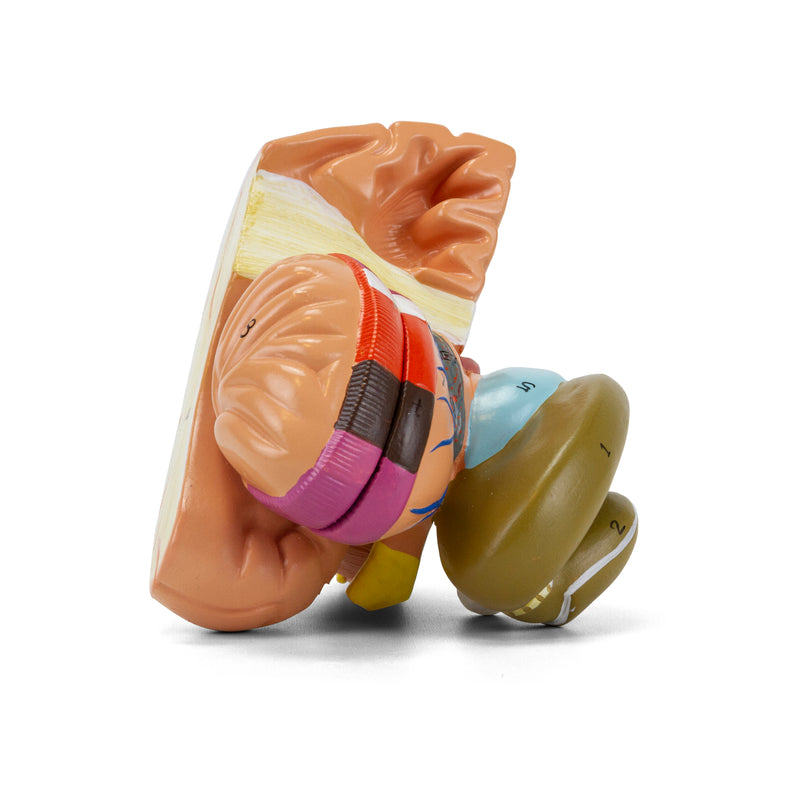 Загрузить изображение в просмотрщик галереи, Basal Nucleus Model, Enlarged, 2 Parts