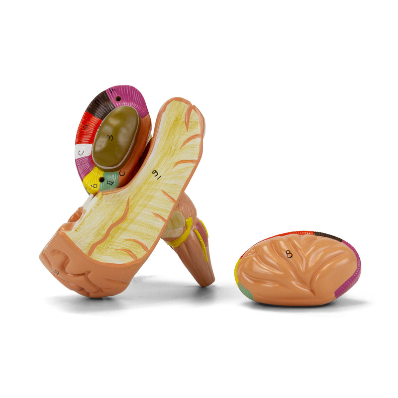 Загрузить изображение в просмотрщик галереи, Basal Nucleus Model, Enlarged, 2 Parts