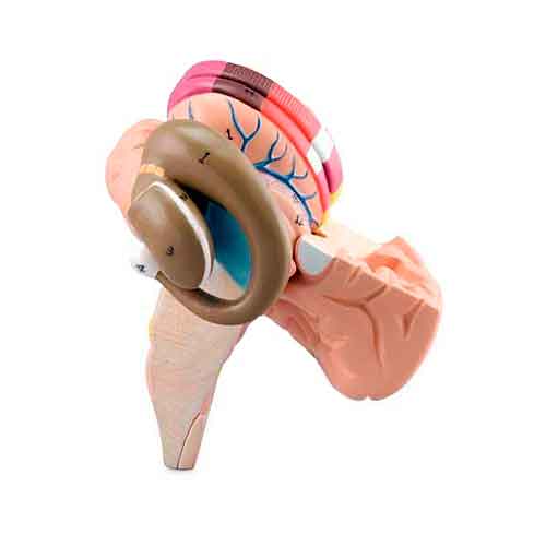 Загрузить изображение в просмотрщик галереи, Basal Nucleus Model, Enlarged, 2 Parts