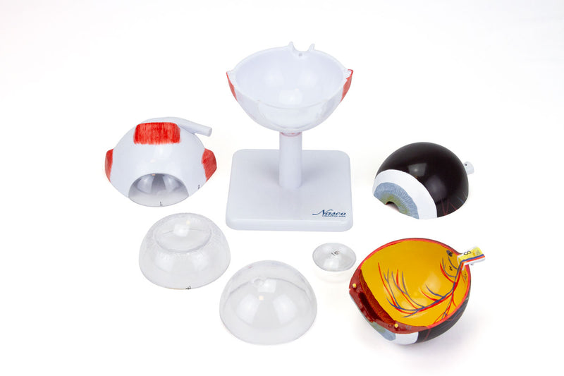 Load image into Gallery viewer, Eye Model, 3X Enlarged, 8-Parts