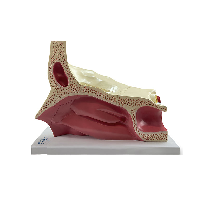 Load image into Gallery viewer, Eye Model, 5X Enlarged, 11-Parts