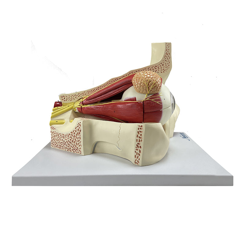 Load image into Gallery viewer, Eye Model, 5X Enlarged, 11-Parts