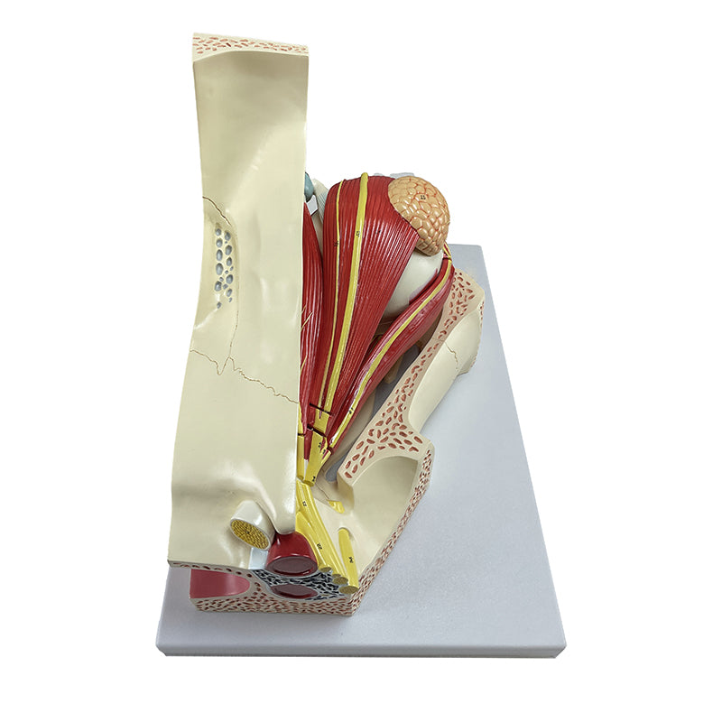 Load image into Gallery viewer, Eye Model, 5X Enlarged, 11-Parts