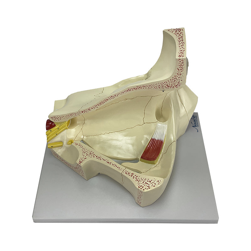 Load image into Gallery viewer, Eye Model, 5X Enlarged, 4-Parts