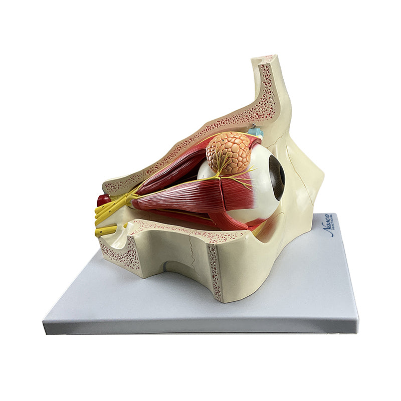 Load image into Gallery viewer, Eye Model, 5X Enlarged, 4-Parts