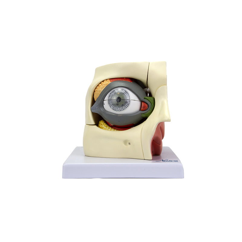 Load image into Gallery viewer, Eye Model, 2.5X Enlarged, 14 Parts