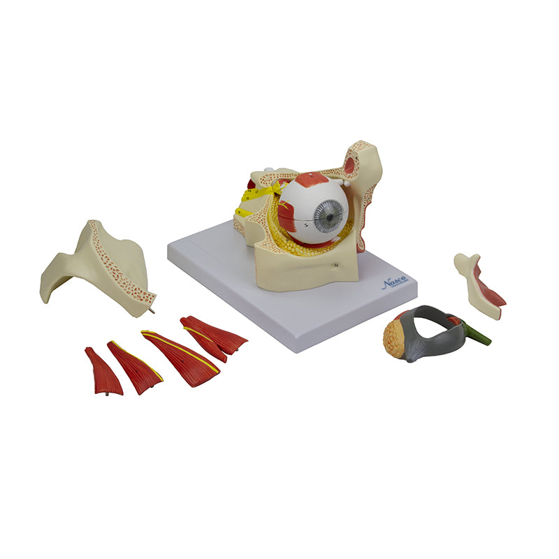 Load image into Gallery viewer, Eye Model, 2.5X Enlarged, 14 Parts