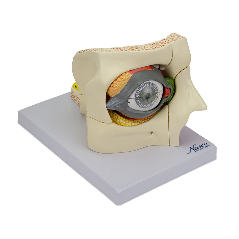 Load image into Gallery viewer, Eye Model, 2.5X Enlarged, 14 Parts