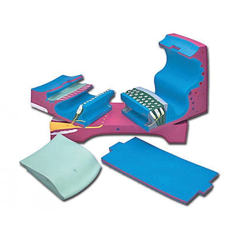 将图像加载到画廊查看器中,Organ of Corti Model, 350X Enlarged, 5 Parts