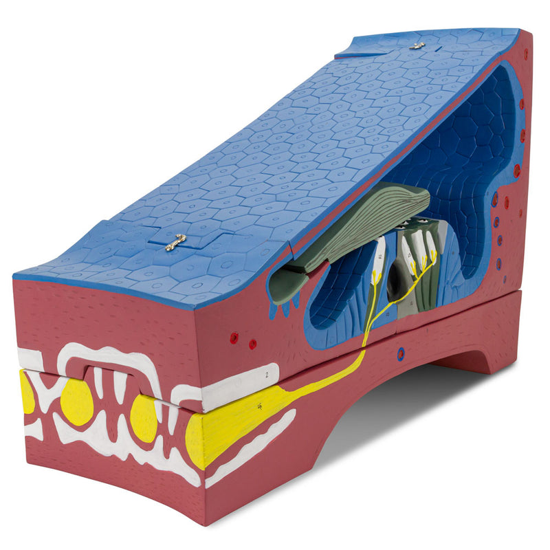 将图像加载到画廊查看器中,Organ of Corti Model, 350X Enlarged, 5 Parts