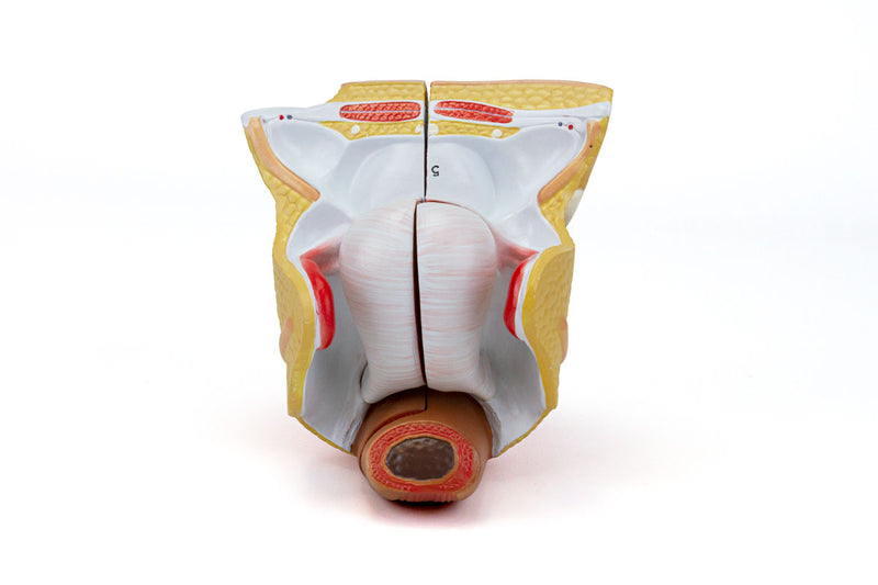 Load image into Gallery viewer, Female Genital Organ Model, 4 Parts