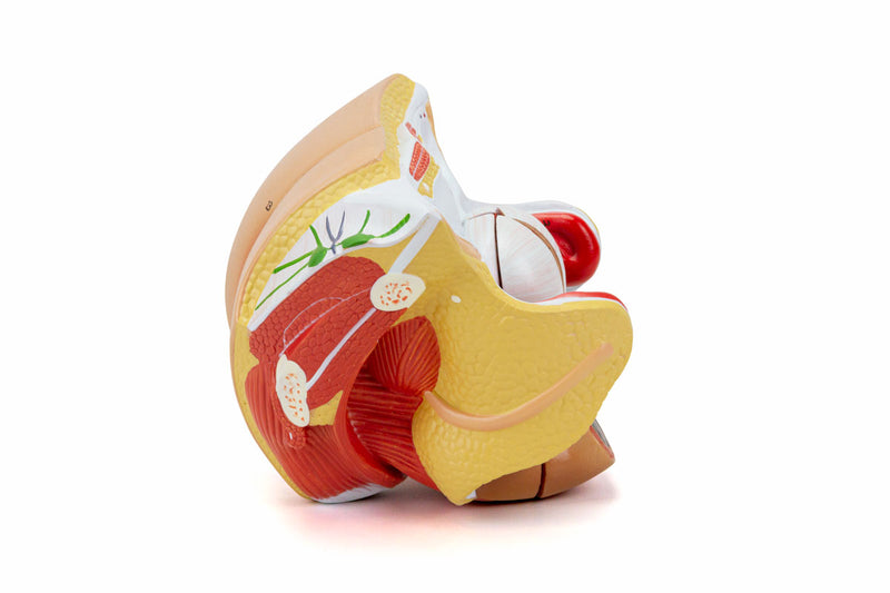 Load image into Gallery viewer, Female Genital Organ Model, 4 Parts