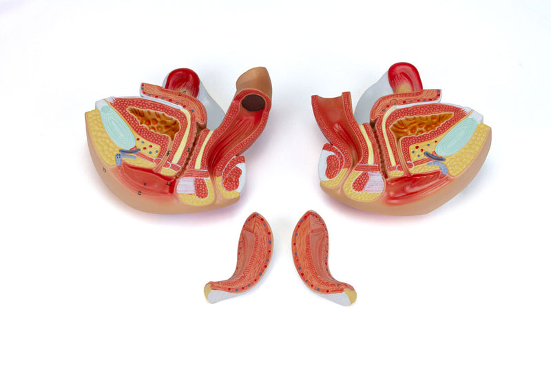 Load image into Gallery viewer, Female Genital Organ Model, 4 Parts