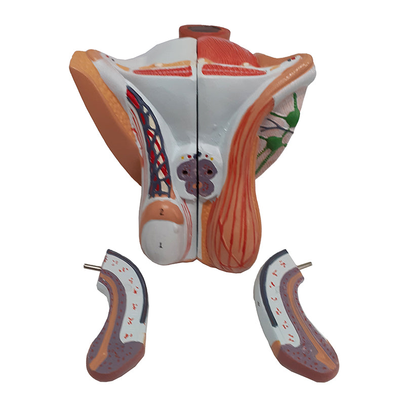 Load image into Gallery viewer, Male Genital Organ Model, 4 Parts